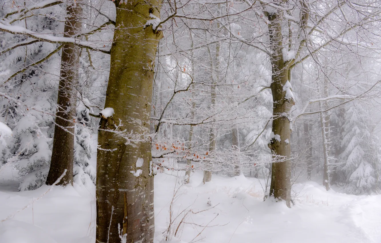 Фото обои зима, лес, снег, природа