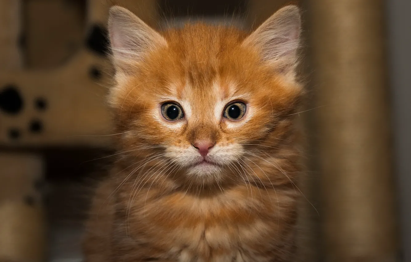 Фото обои кошка, взгляд, котенок, фон, портрет, малыш, рыжий, котёнок
