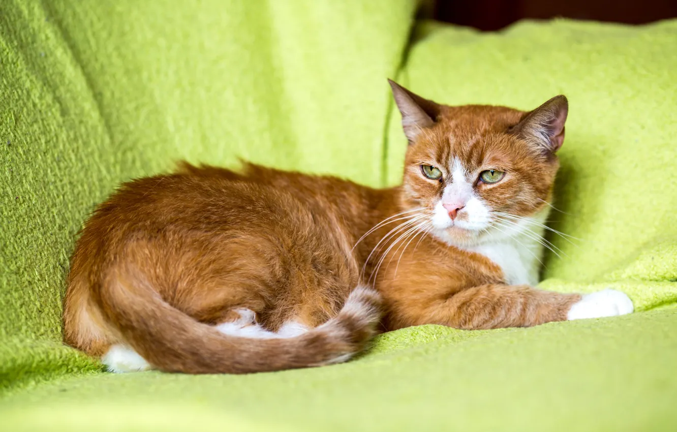 Рыжий кот тихвин номер. Рыжий котёнок. Кошка Симка. Рыжий кот ледитна зеленом фоне 2d. Рыжий кот лежит на зеленом фоне 2d
