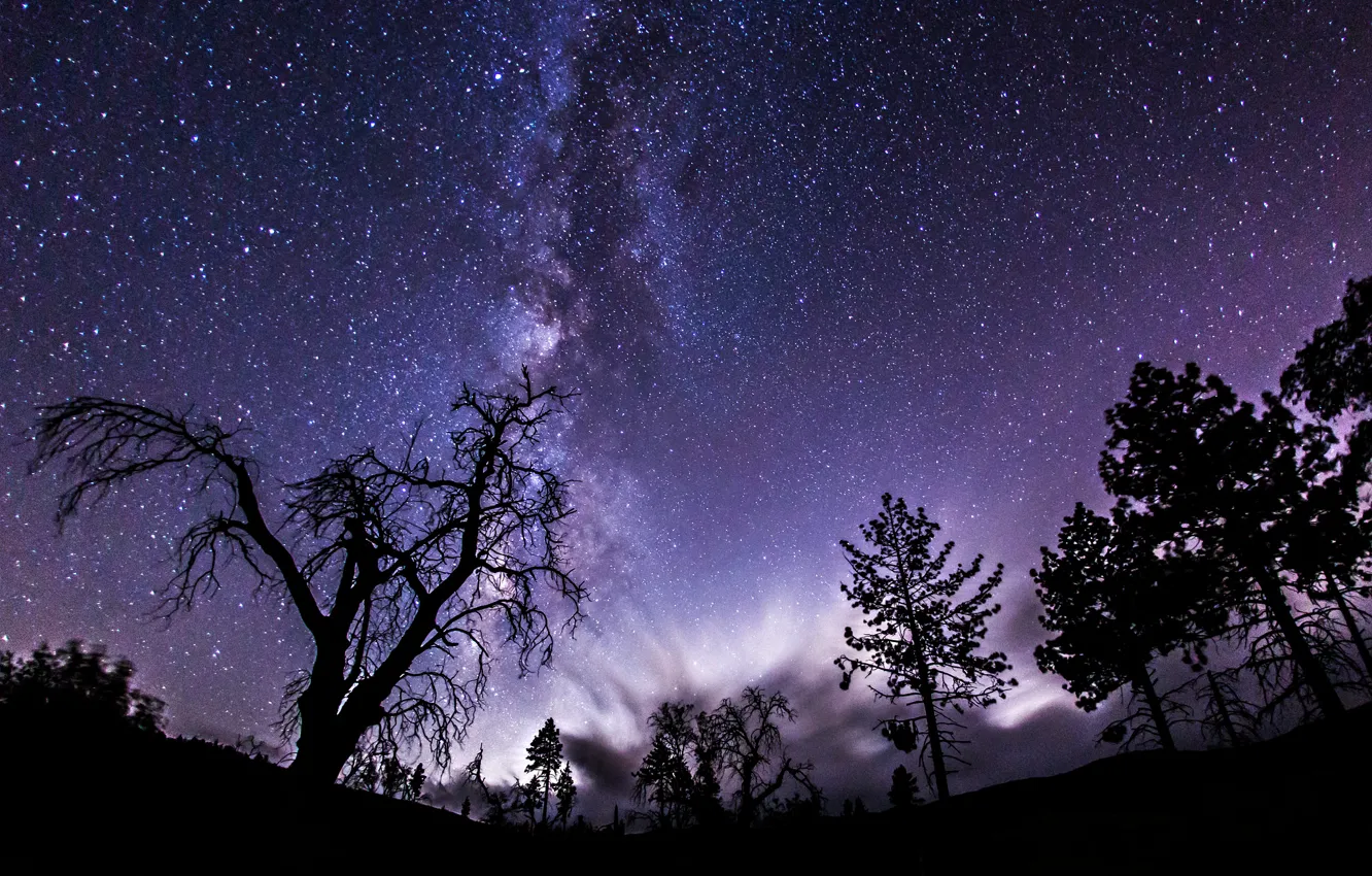 Фото обои космос, звезды, деревья, ночь, тени, млечный путь