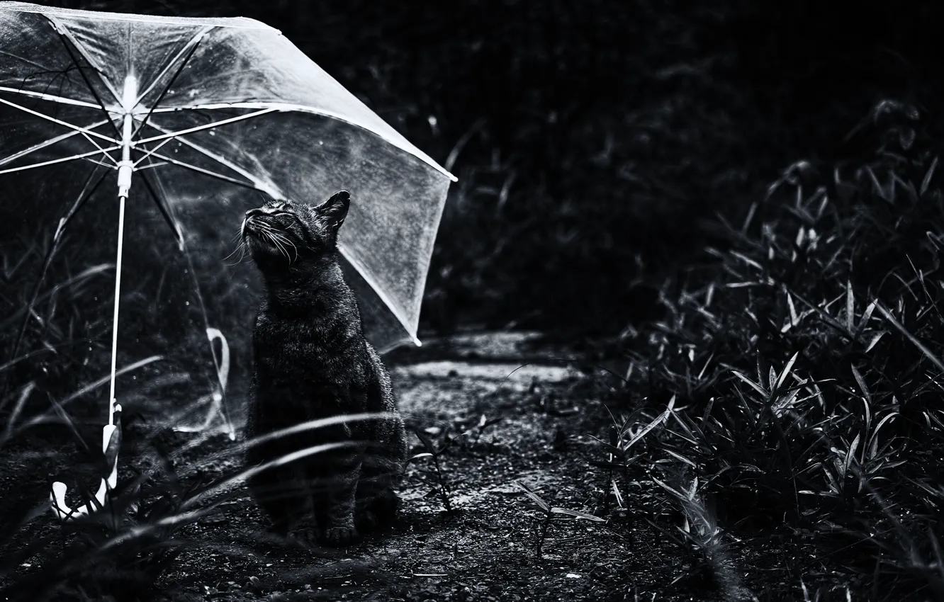 Фото обои кот, зонтик, кошак, котяра
