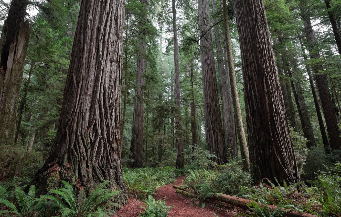 Фото обои лес, деревья, природа, USA, США, тропинка, Национальный парк Редвуд, Redwood National Park