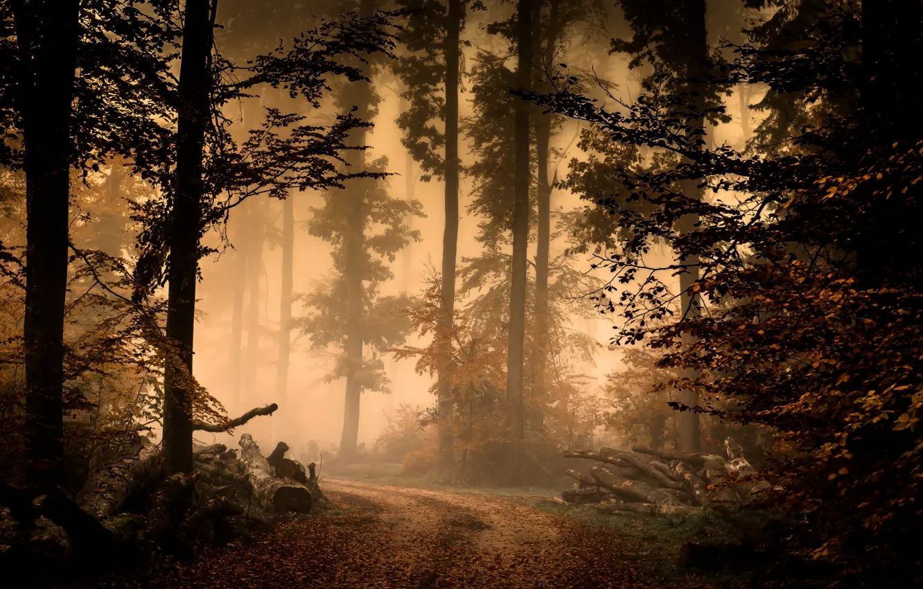 Фото обои forest, nature, fog