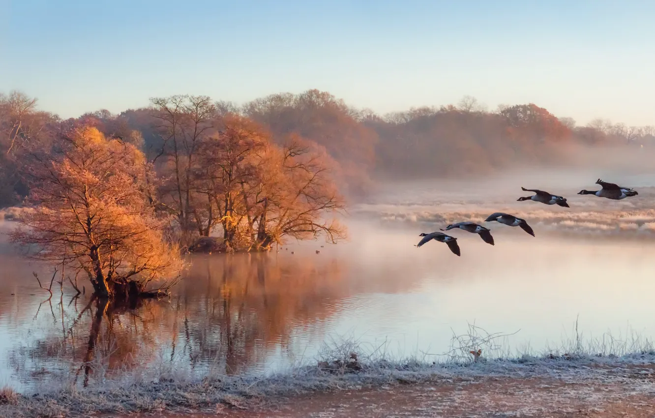 Фото обои туман, река, утки, утро