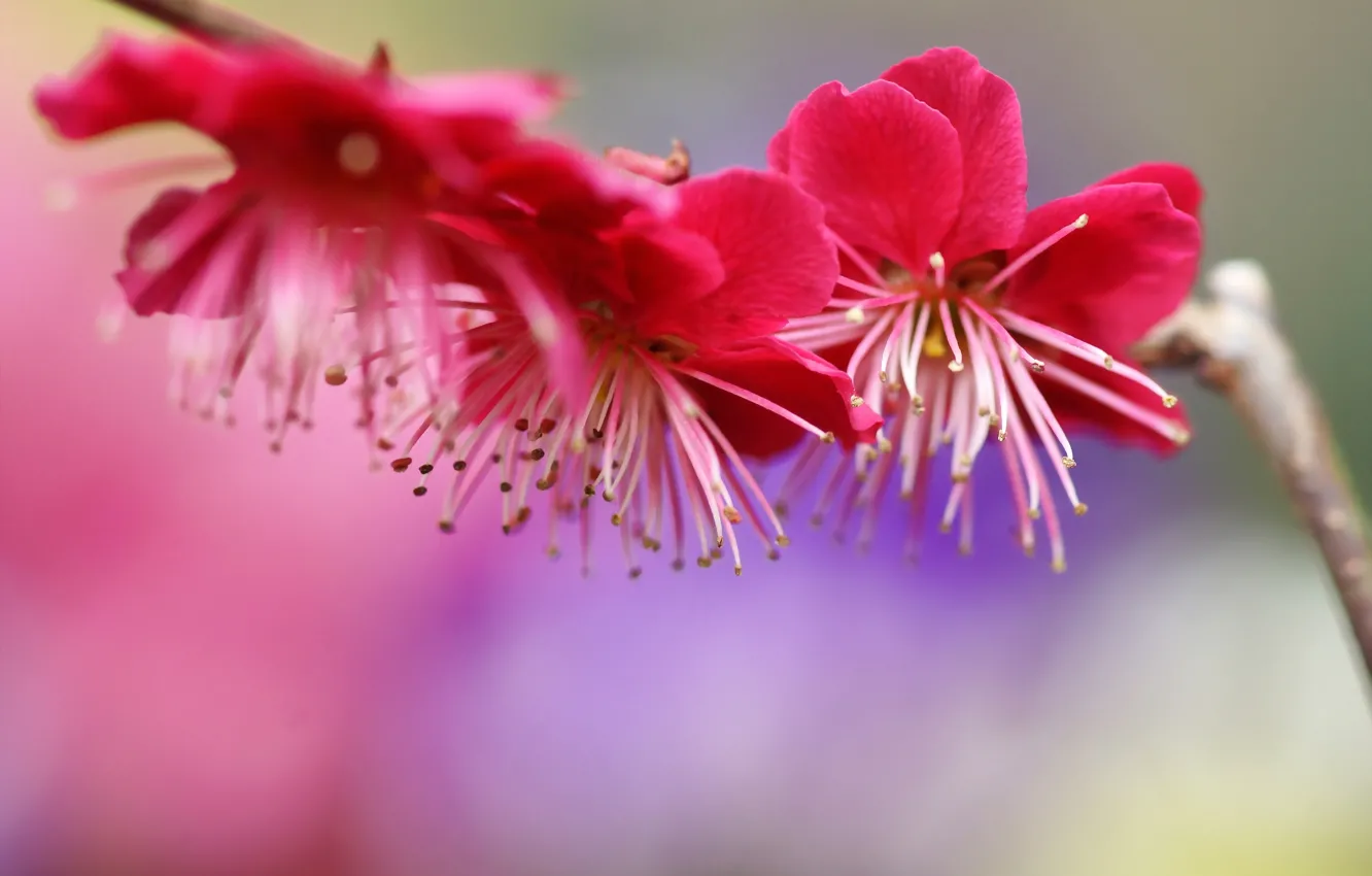 Фото обои цветы, дерево, ветка, весна, розовые, цветение, слива