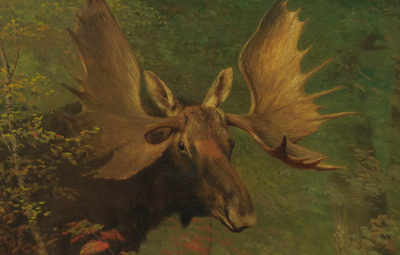 Фото обои животное, картина, рога, Альберт Бирштадт, Изучение Лося