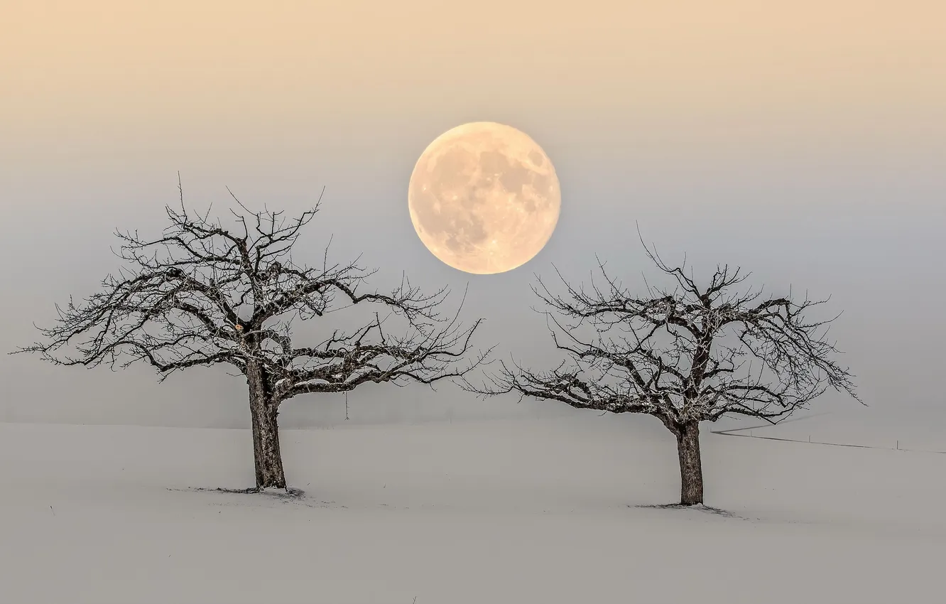 Фото обои деревья, природа, луна