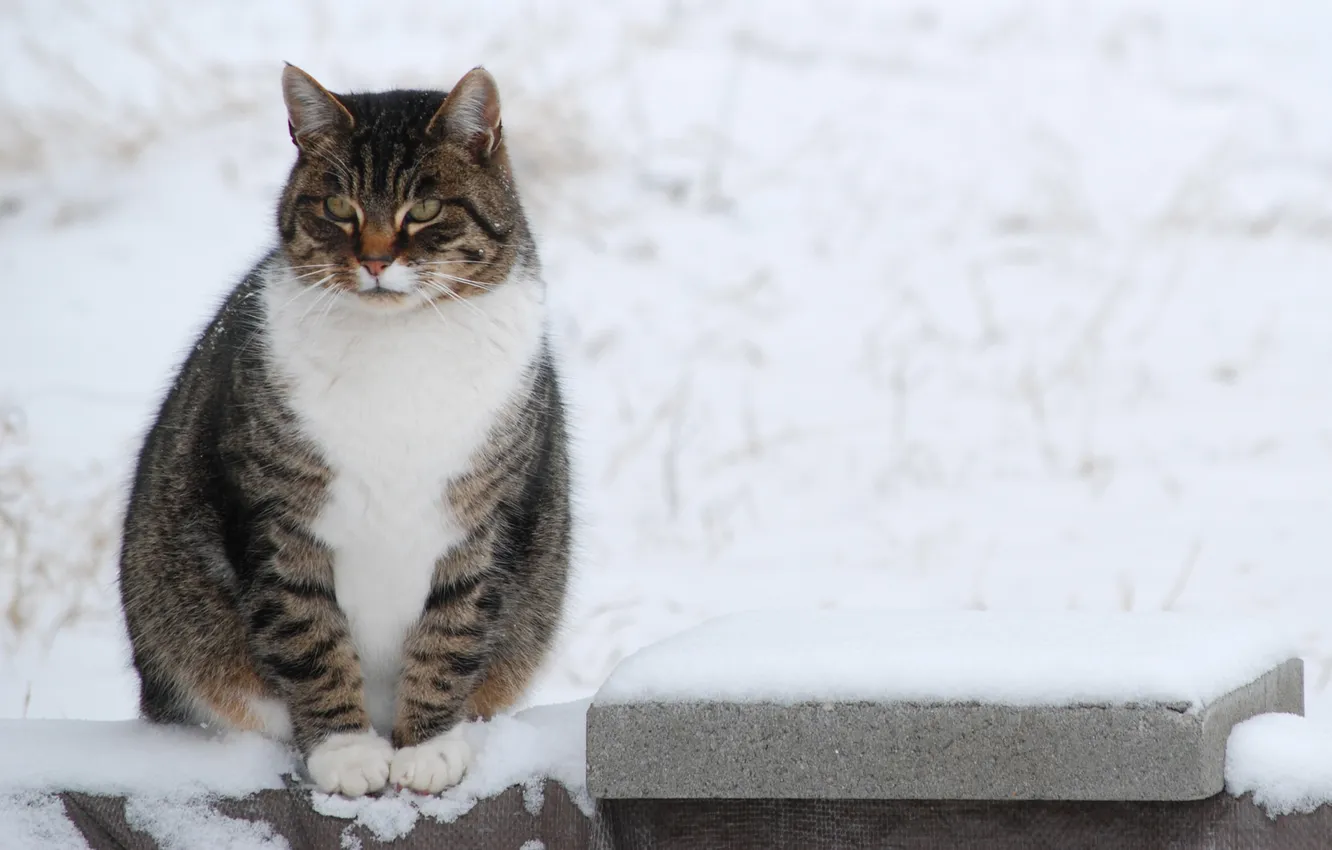 Фото обои зима, кот, усы, взгляд, снег, животное, лапки, окрас