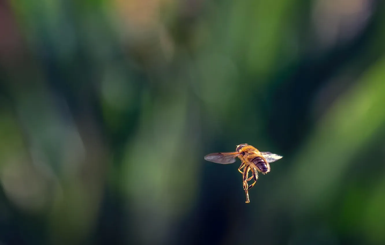 Фото обои макро, пчела, насекомое, летит