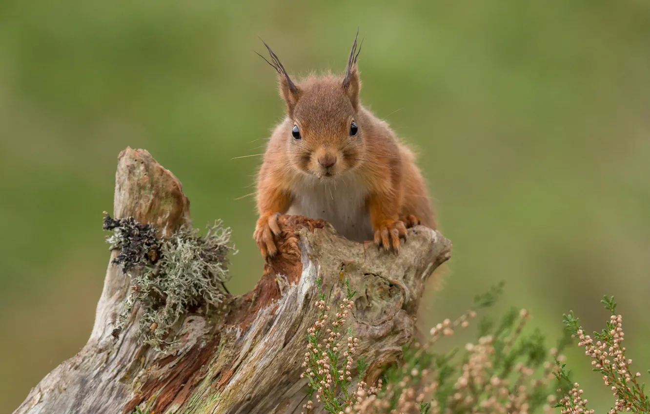 Фото обои пень, белка, рыжая