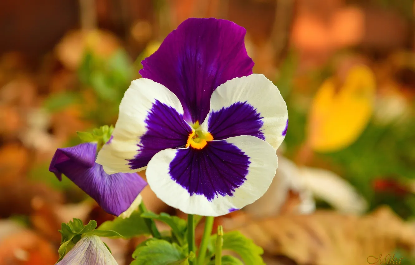 Фото обои Violet, Фиалка, Анютины глазки, Фиалка трёхцветная, Pansies