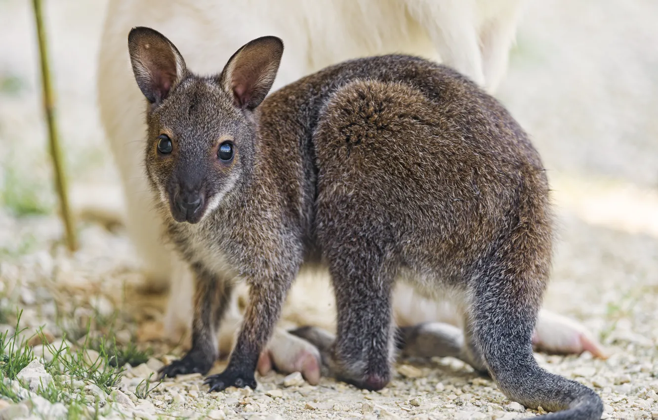Фото обои кенгуру, детёныш, валаби