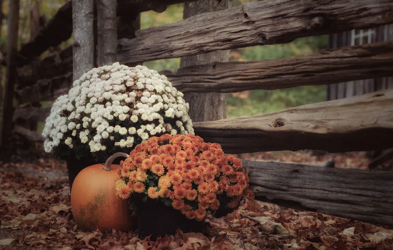 Фото обои осень, листья, забор, тыква, хризантемы