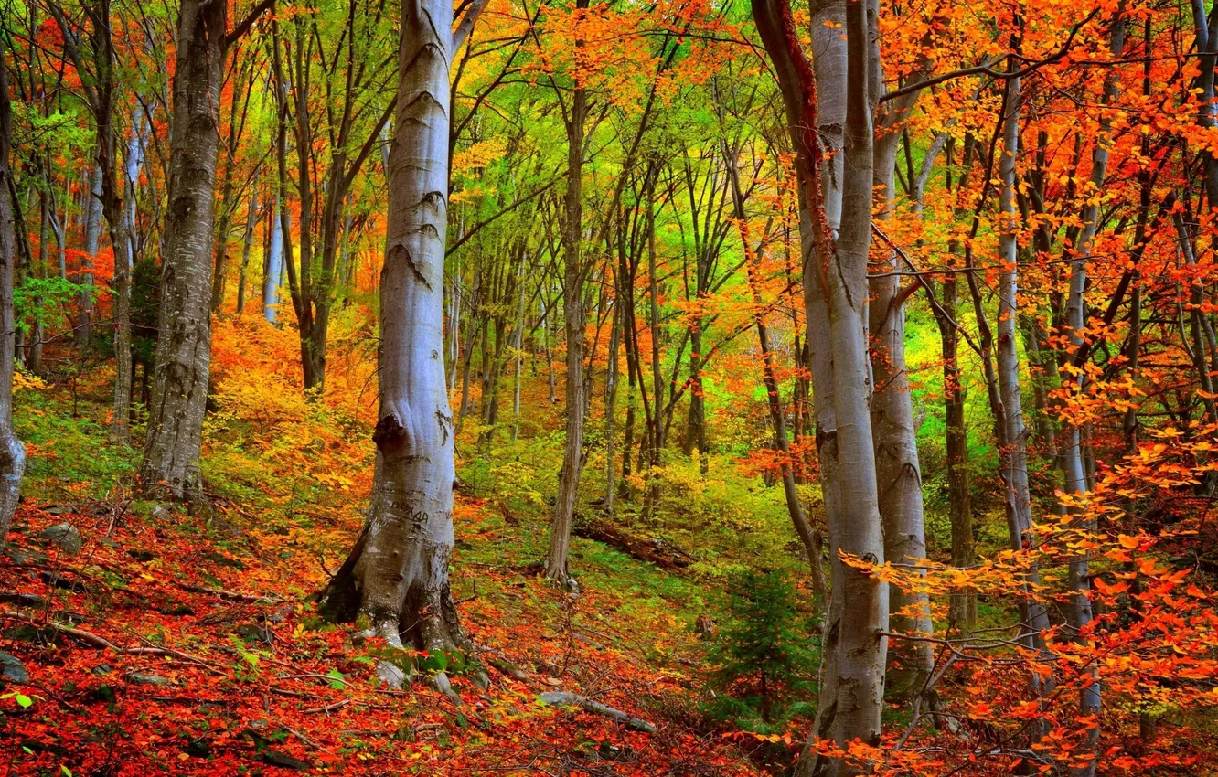 Фото обои осень, лес, деревья, пейзаж, природа, растения, forest, листопад