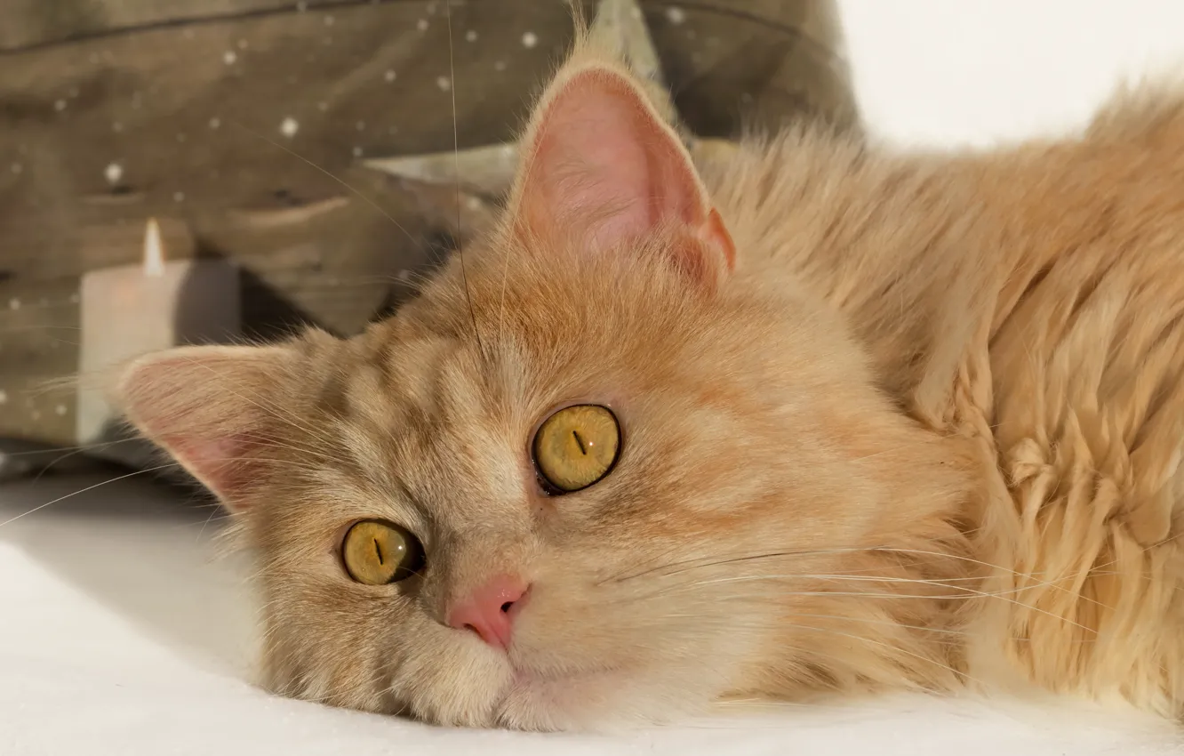 Фото обои кошка, кот, взгляд, мордочка, рыжий кот
