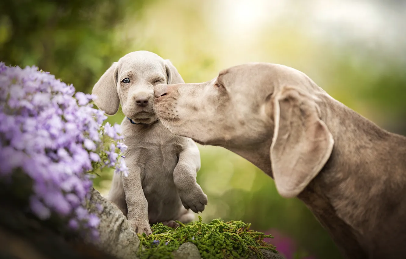 Фото обои собаки, цветы, малыш, щенок, боке, материнская любовь, Веймаранер, Веймарская легавая