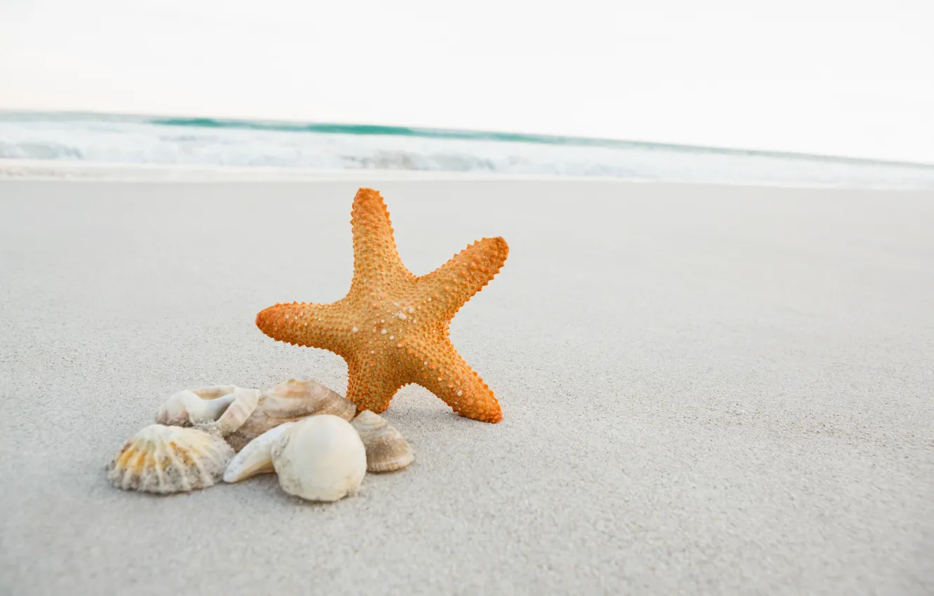 Фото обои песок, море, пляж, звезда, ракушки, summer, beach, sea