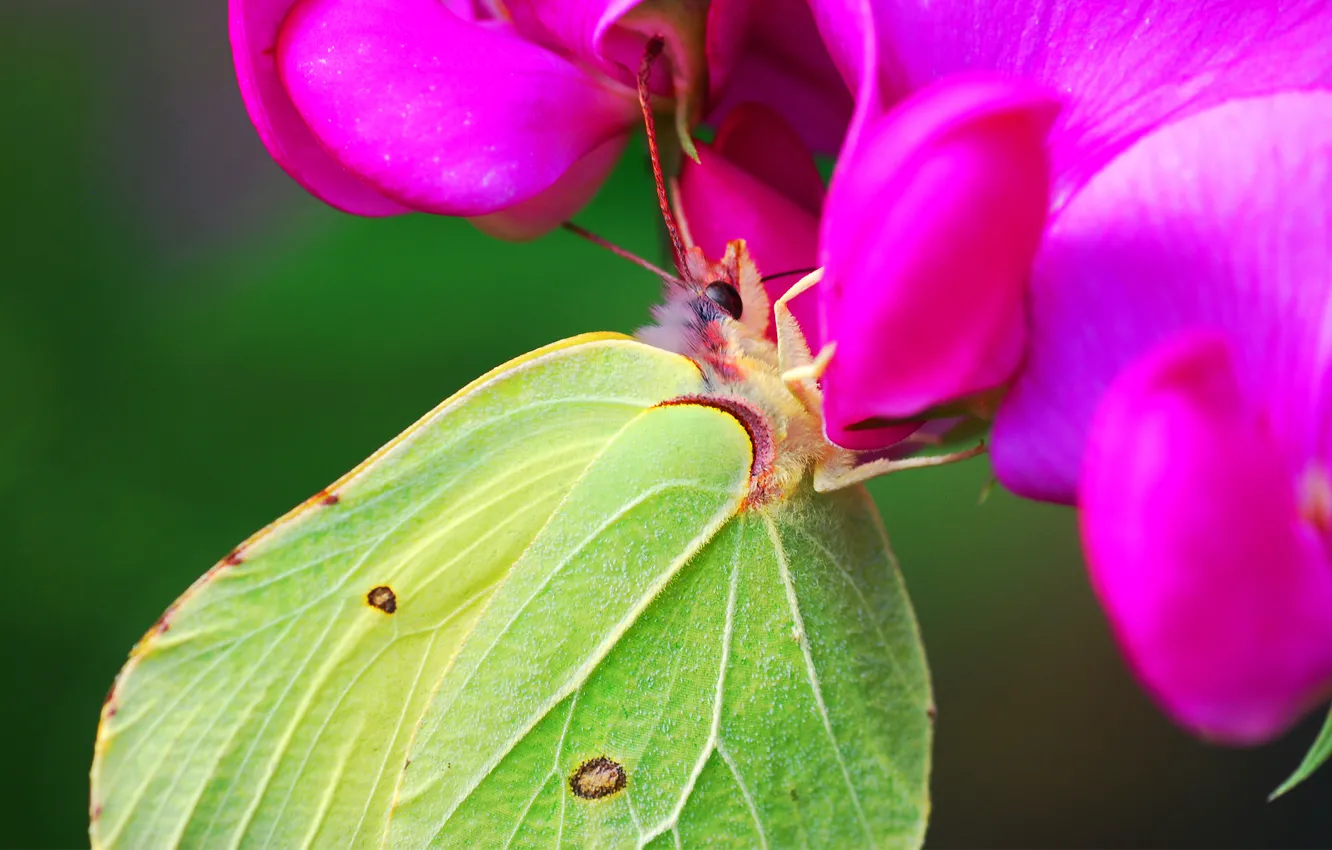 Фото обои цветок, нектар, бабочка, крылья, зеленая