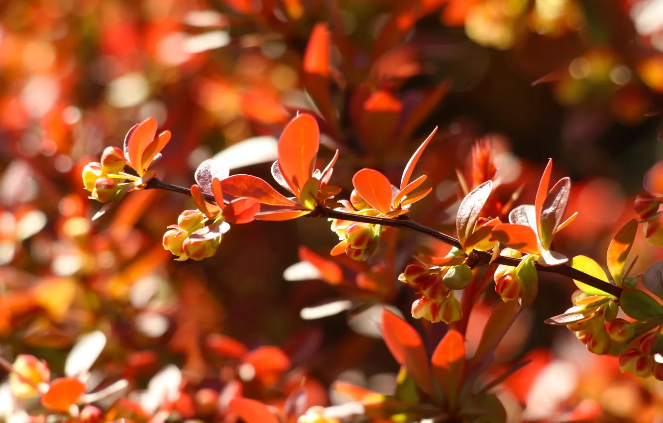 Фото обои red, leafs, plant, twig, barberry