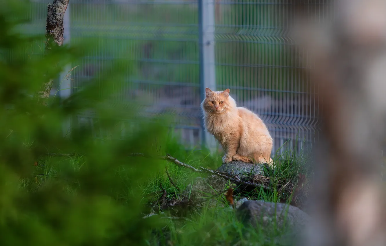 Фото обои grass, cat, animal, plants, outdoors