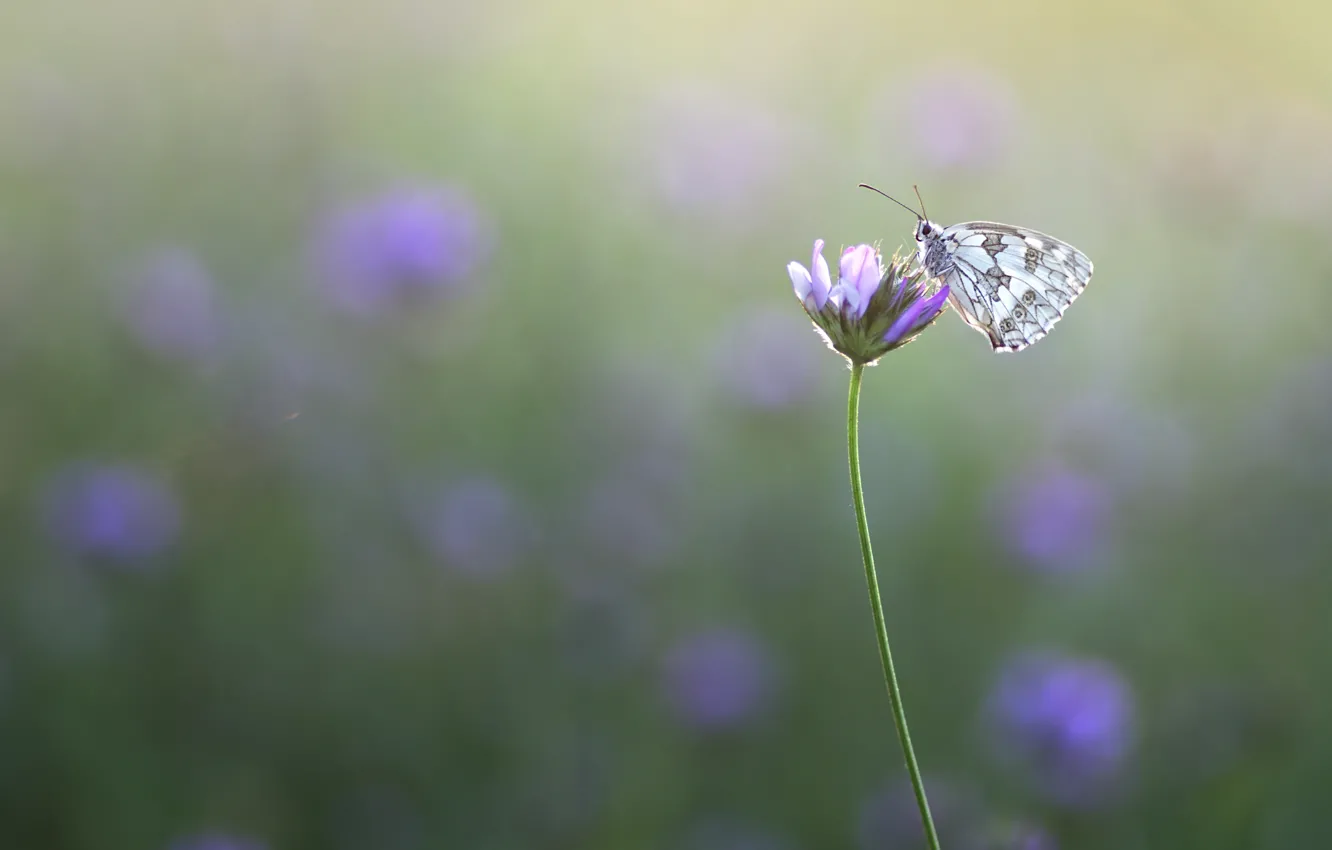 Фото обои макро, фон, бабочка, луг, насекомое, цветочек, обои от lolita777