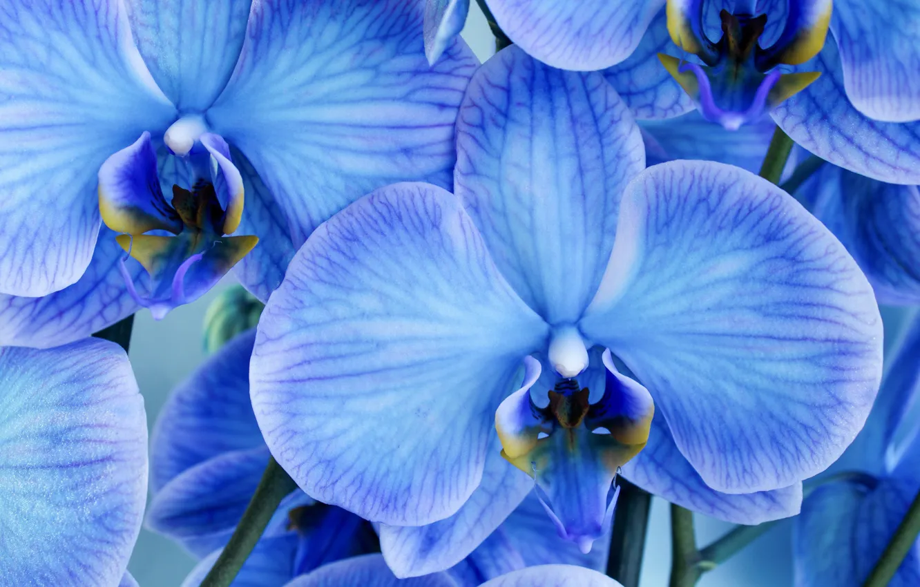 Фото обои макро, цветы, лепестки, голубые, орхидеи