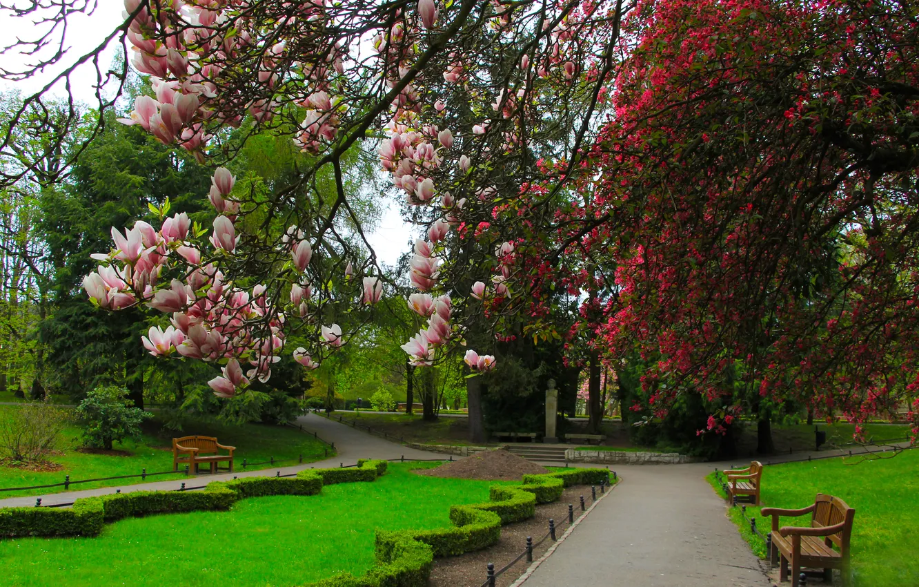 Фото обои park, spring, magnolia, twig