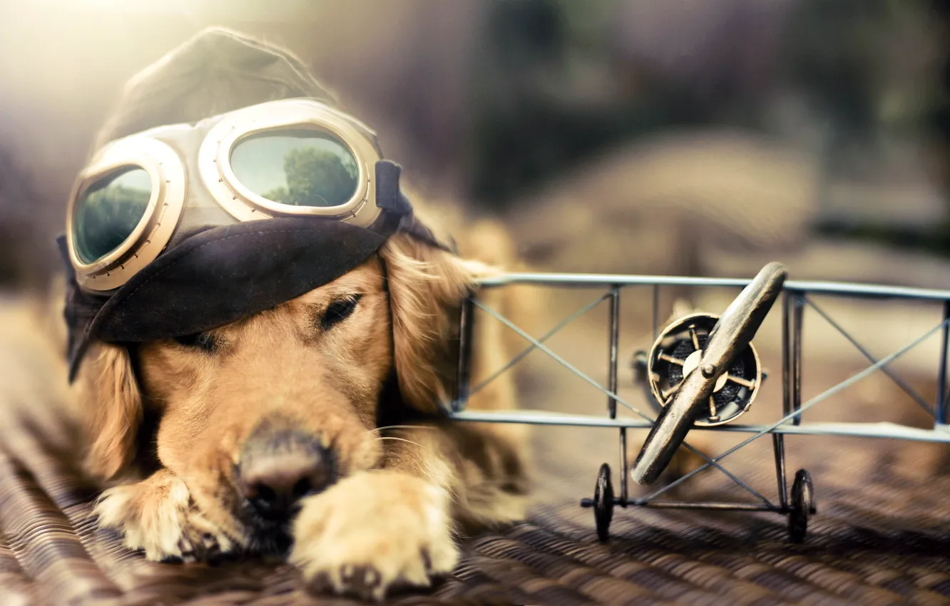 Фото обои игрушка, собака, самолёт