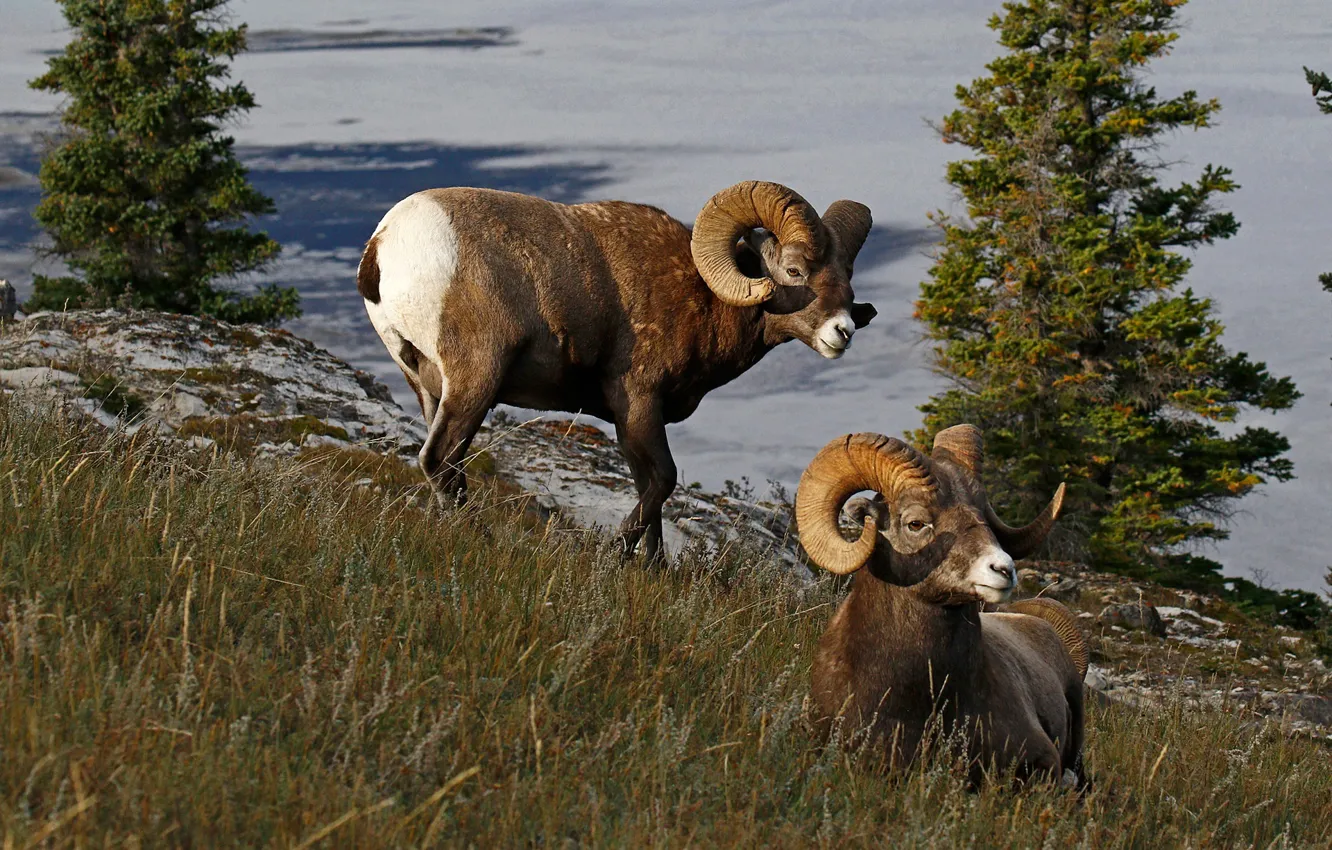 Фото обои природа, Канада, рога, баран, толсторог
