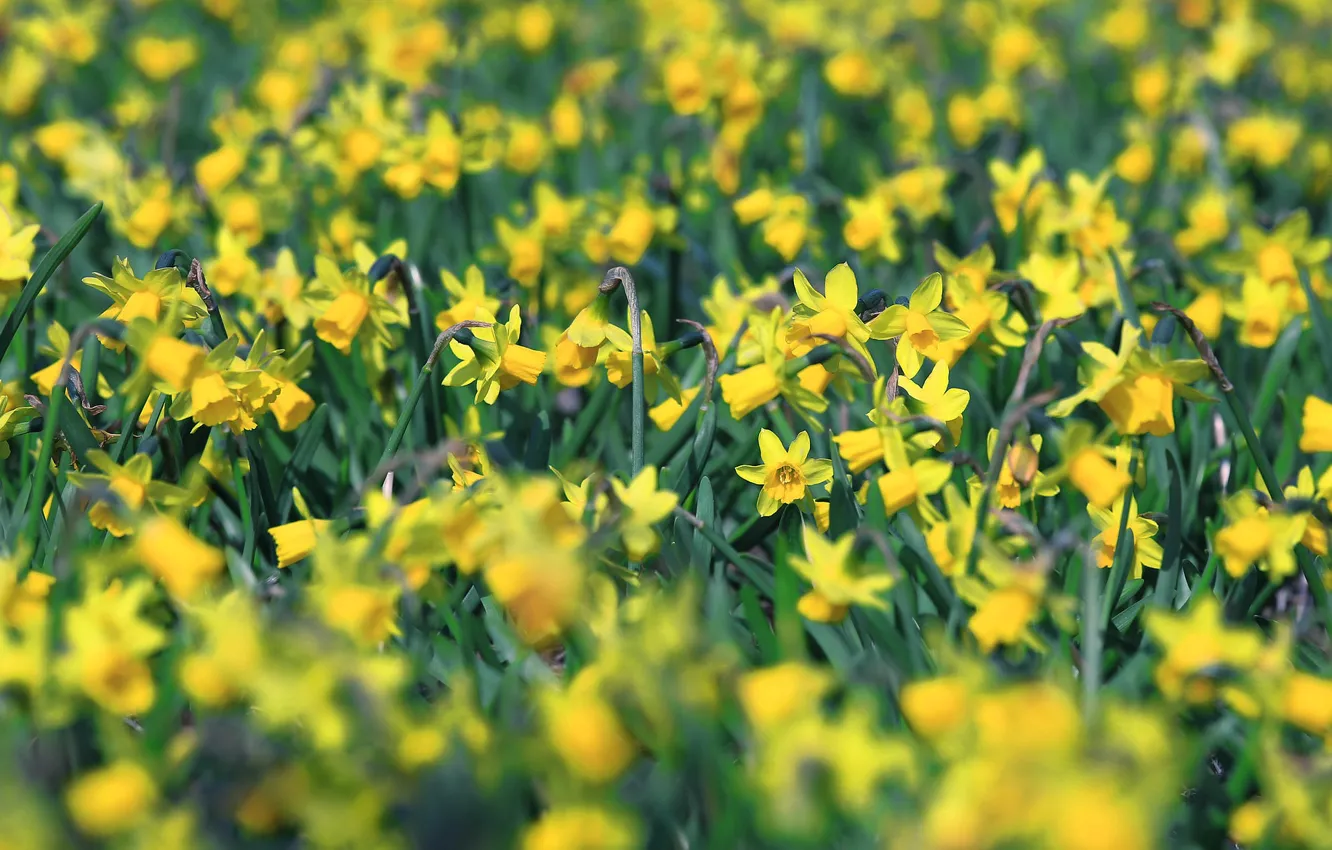 Фото обои цветы, поляна, весна, желтые, клумба, много, нарциссы