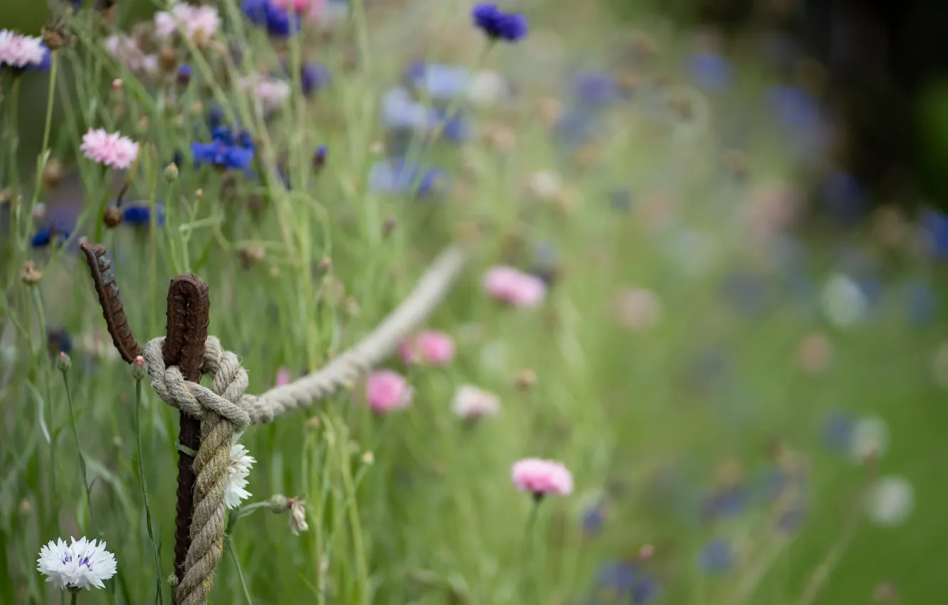 Фото обои трава, цветы, верёвка
