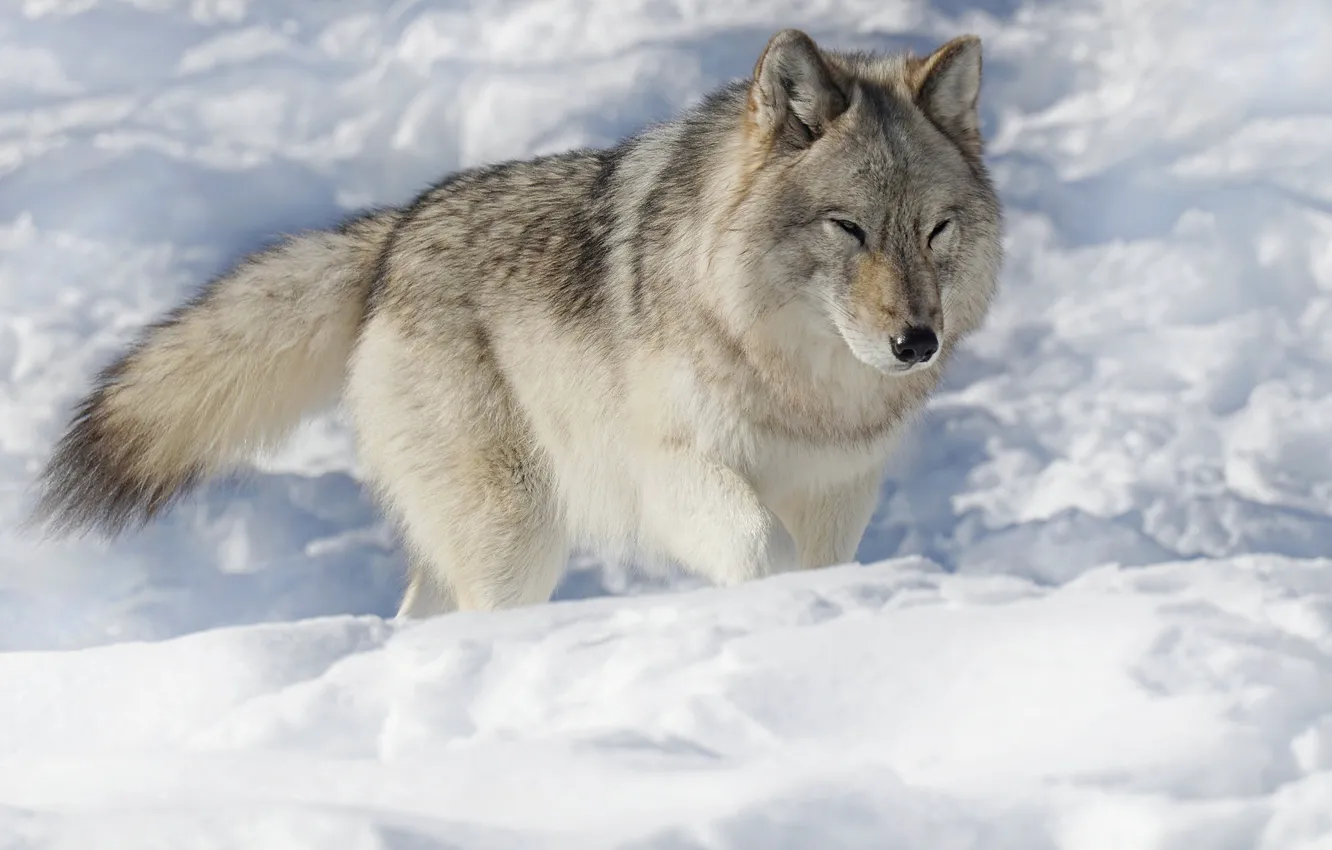 Фото обои зима, морда, снег, серый, волк, сугробы, прогулка, светлый фон