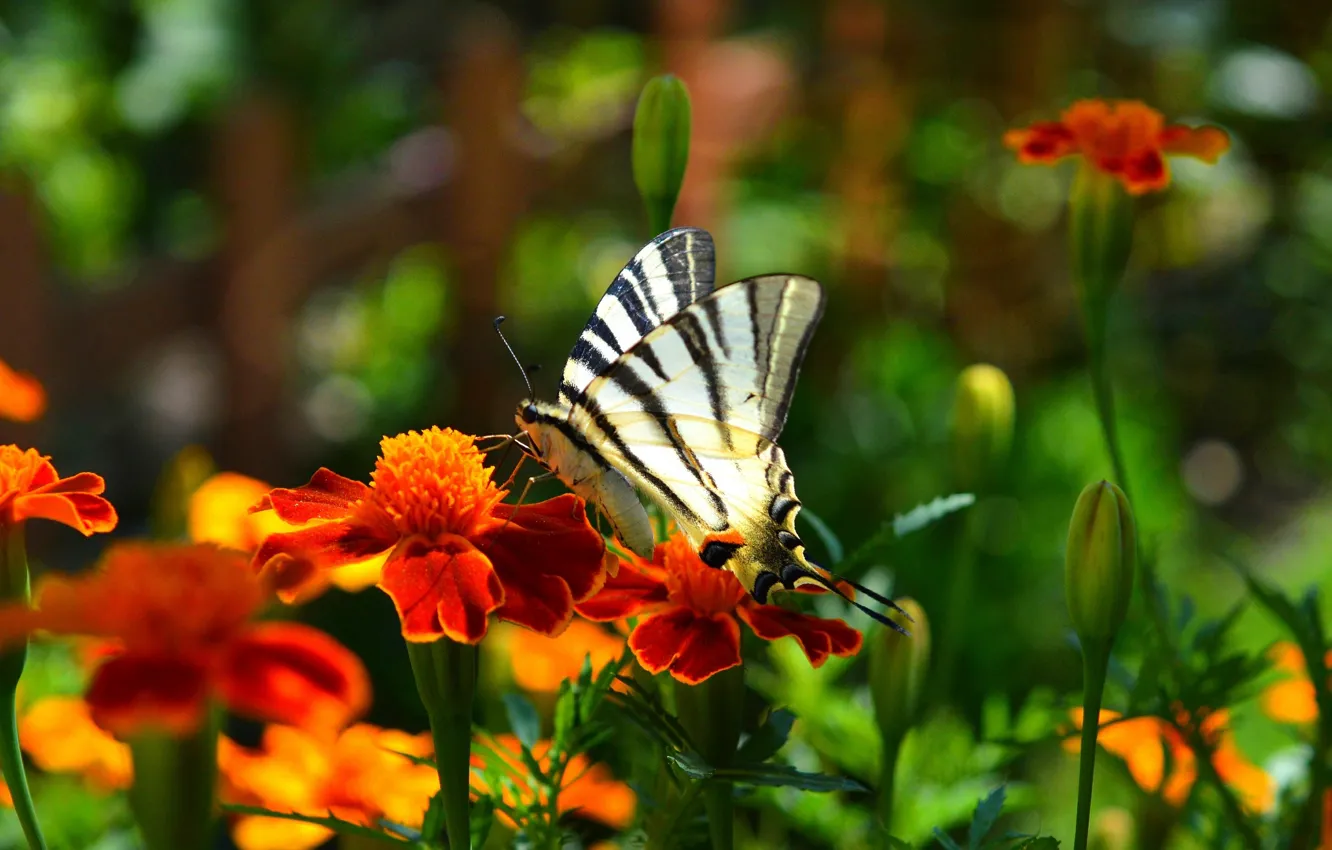 Фото обои цветы, Макро, Бабочка, Flowers, Macro, Butterfly