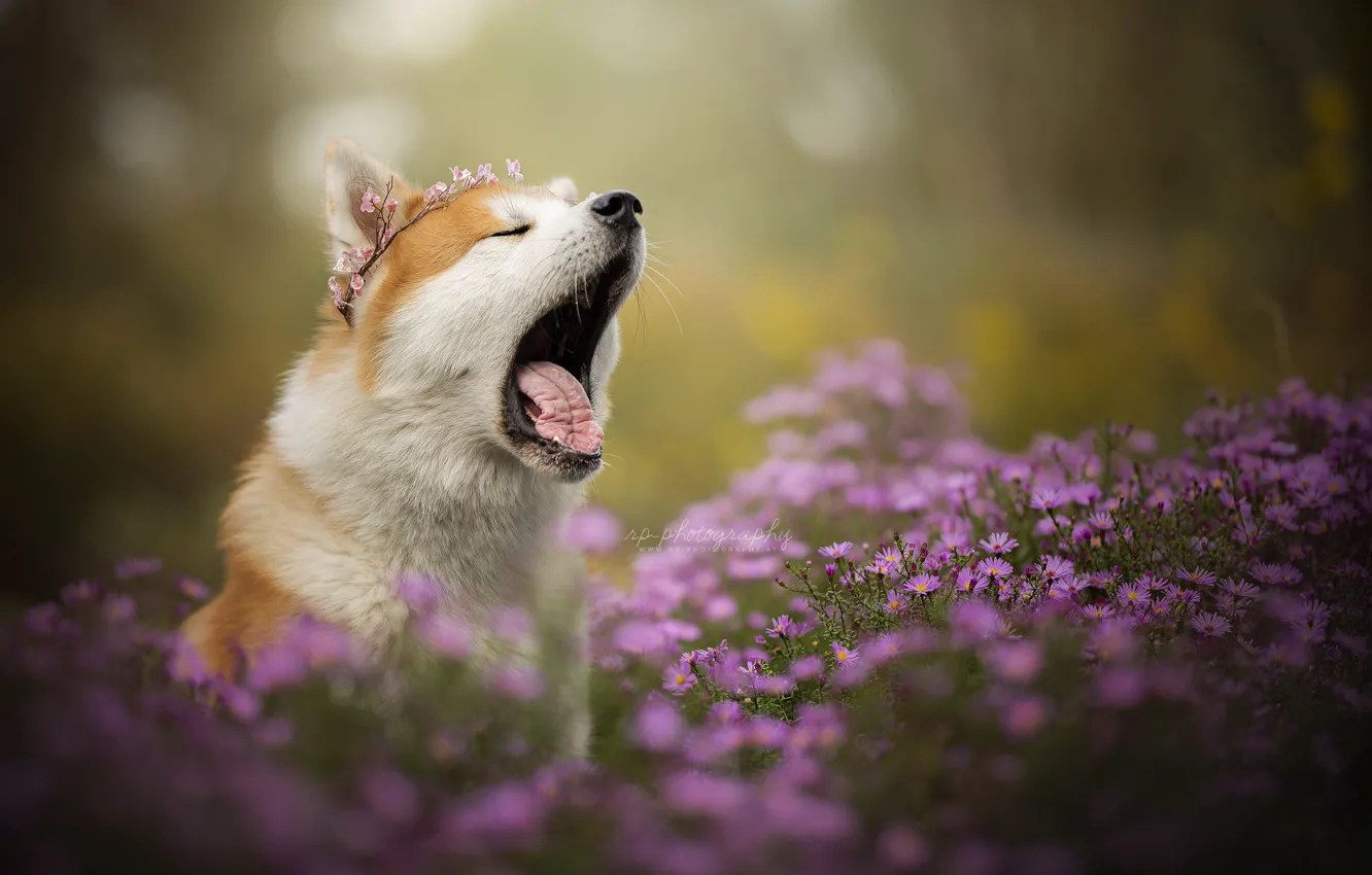 Фото обои цветы, собака, пасть, венок, зевает, хризантемы, боке, зевок