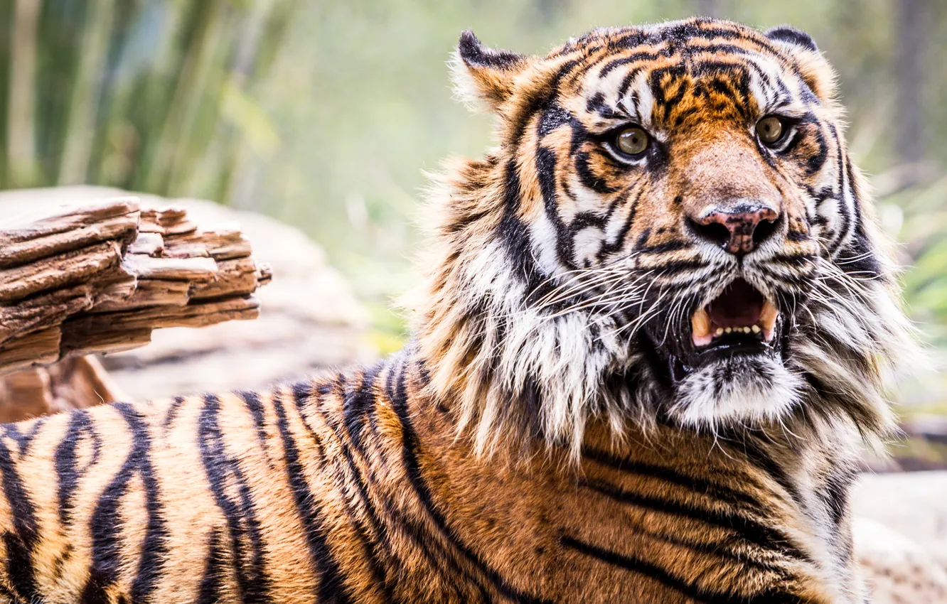 Фото обои тигр, зверь, рычание