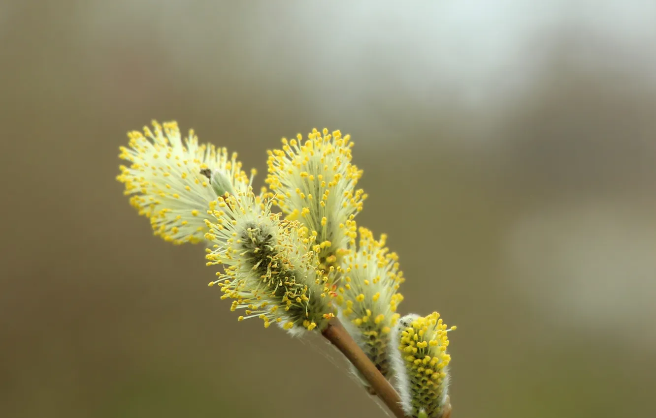 Фото обои spring, twig, base kitten