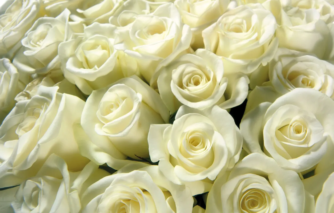 Фото обои розы, букет, белые, бутоны, охапка