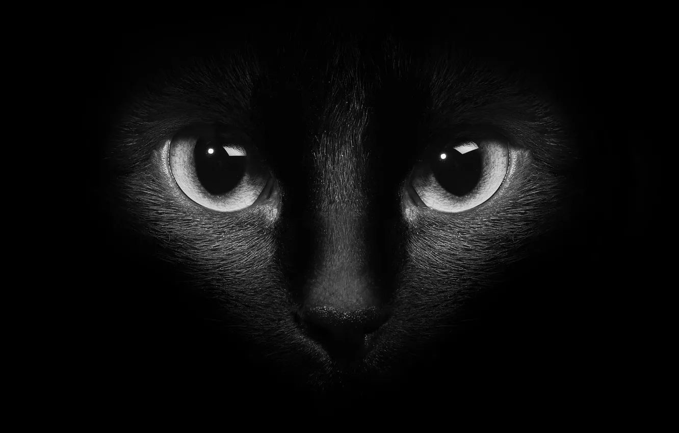 Фото обои кошка, глаза, кот, чёрный фон, чёрный кот, чёрно - белое фото