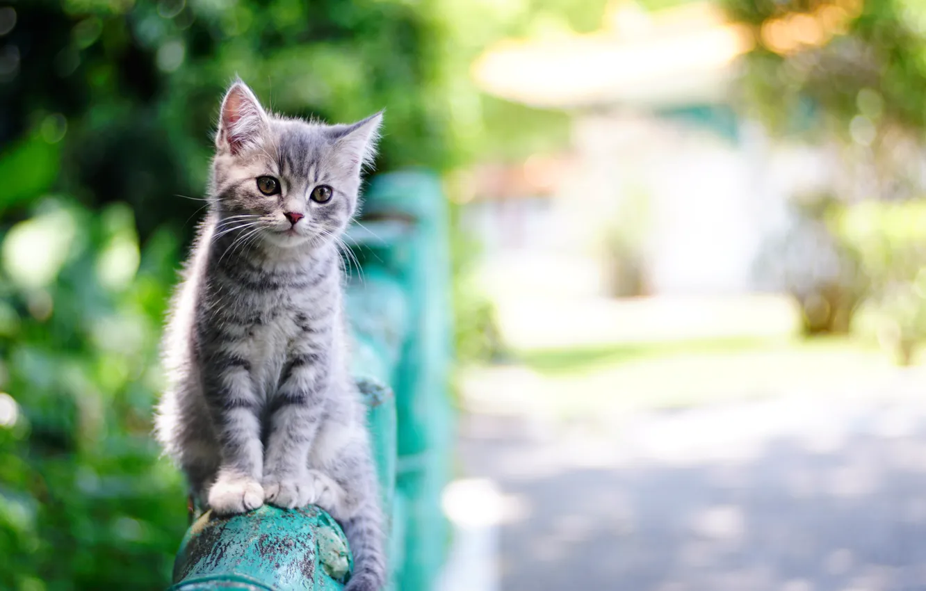 Фото обои лето, забор, малыш, котёнок