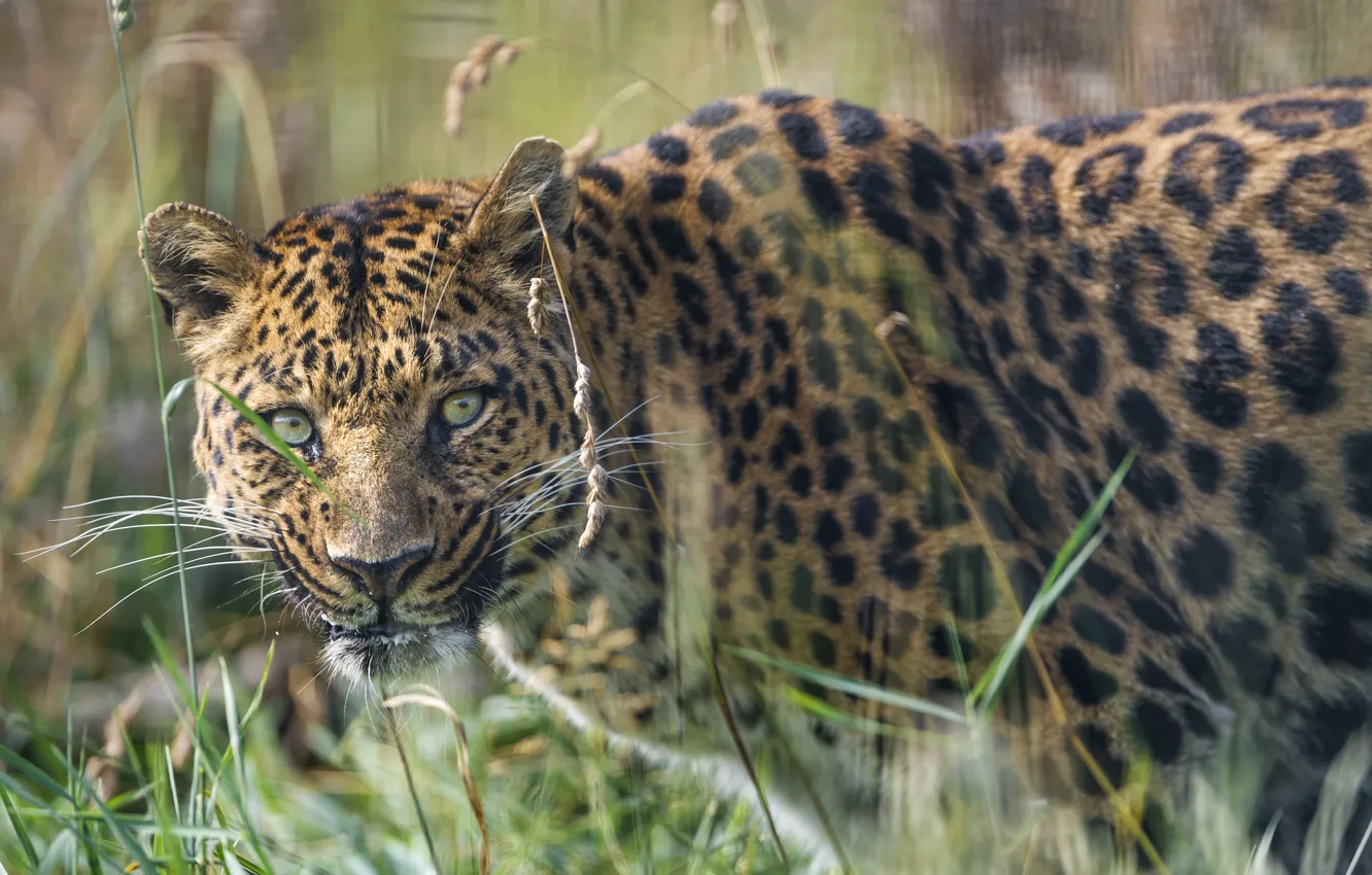 Фото обои трава, взгляд, морда, леопард, ©Tambako The Jaguar