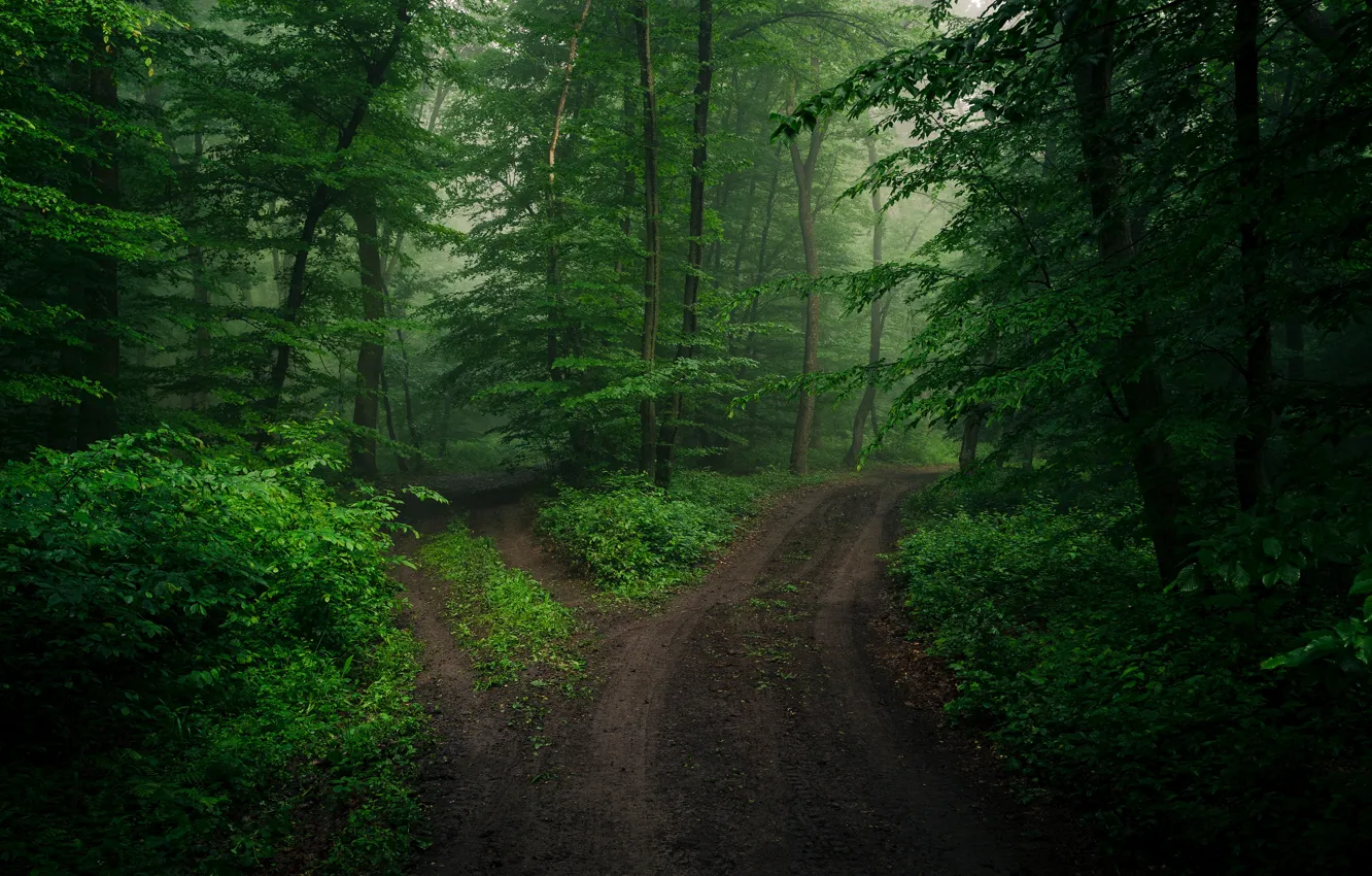 Фото обои дорога, зелень, лес, лето, листья, ветки, развилка