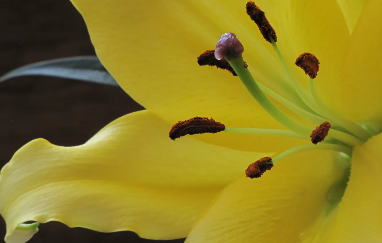 Фото обои Lily, Lilium, Belladonna