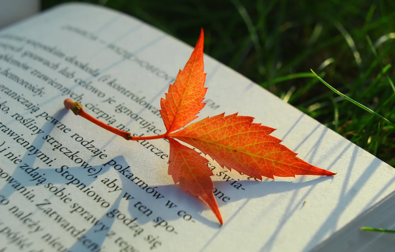 Фото обои осень, свет, природа, листок, рыжий, книга, боке, страница