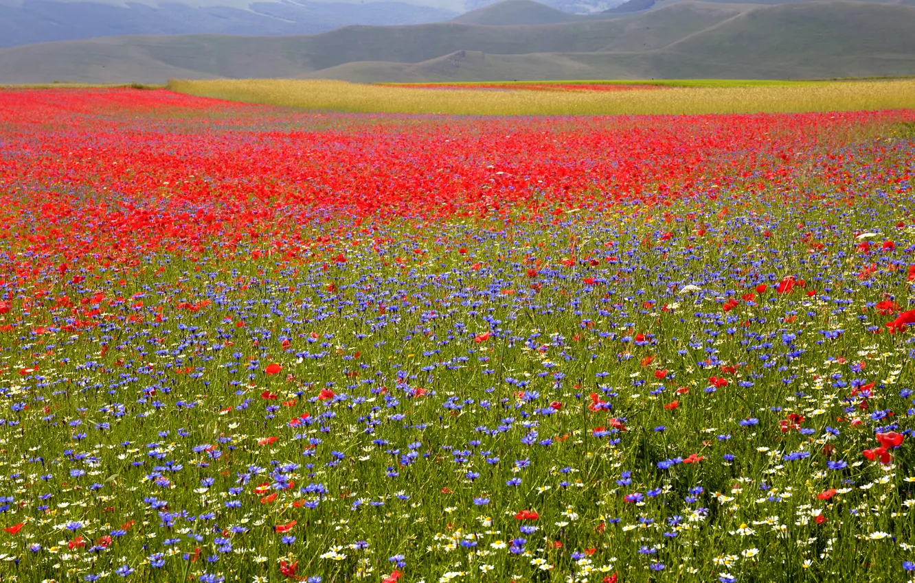 Фото обои поле, трава, цветы, маки, ромашки, васильки