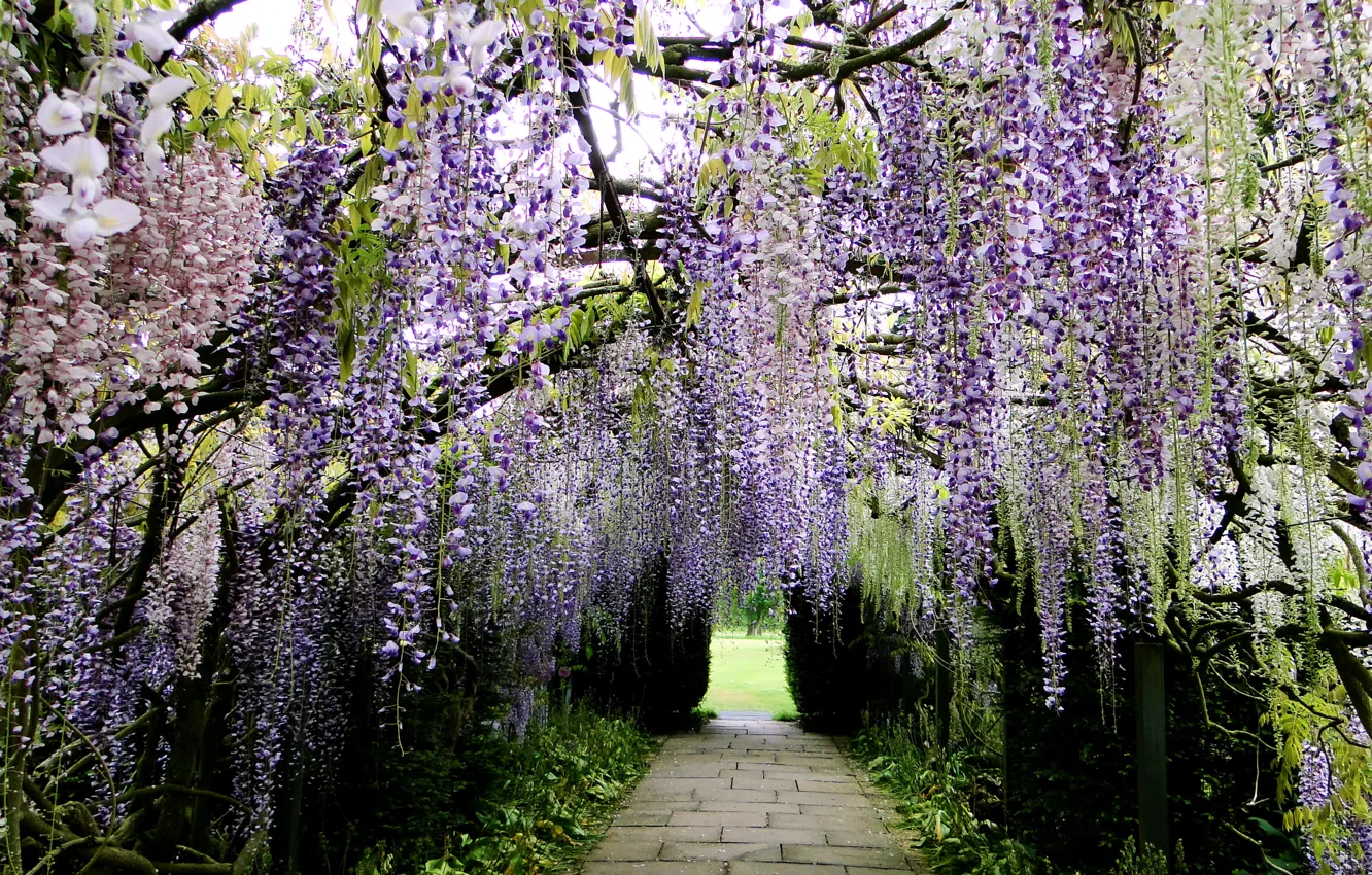 Фото обои парк, Япония, дорожка, аллея, Глициния, Вистерия, Kawachi Fuji Garden