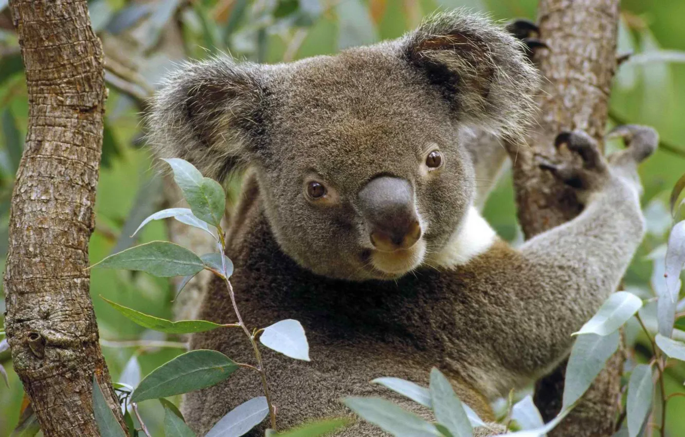 Фото обои Австралия, коала, сумчатое
