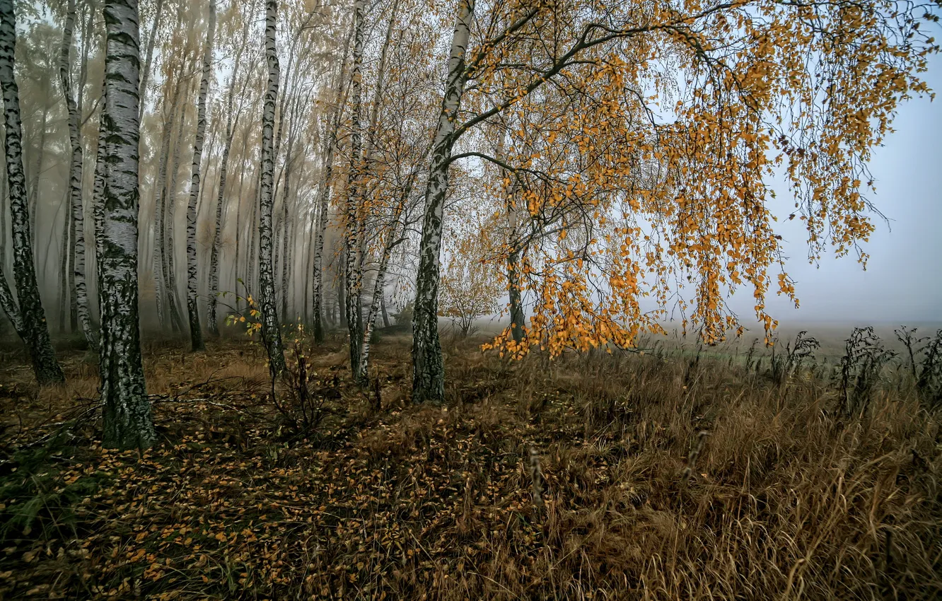 Фото обои поле, лес, туман