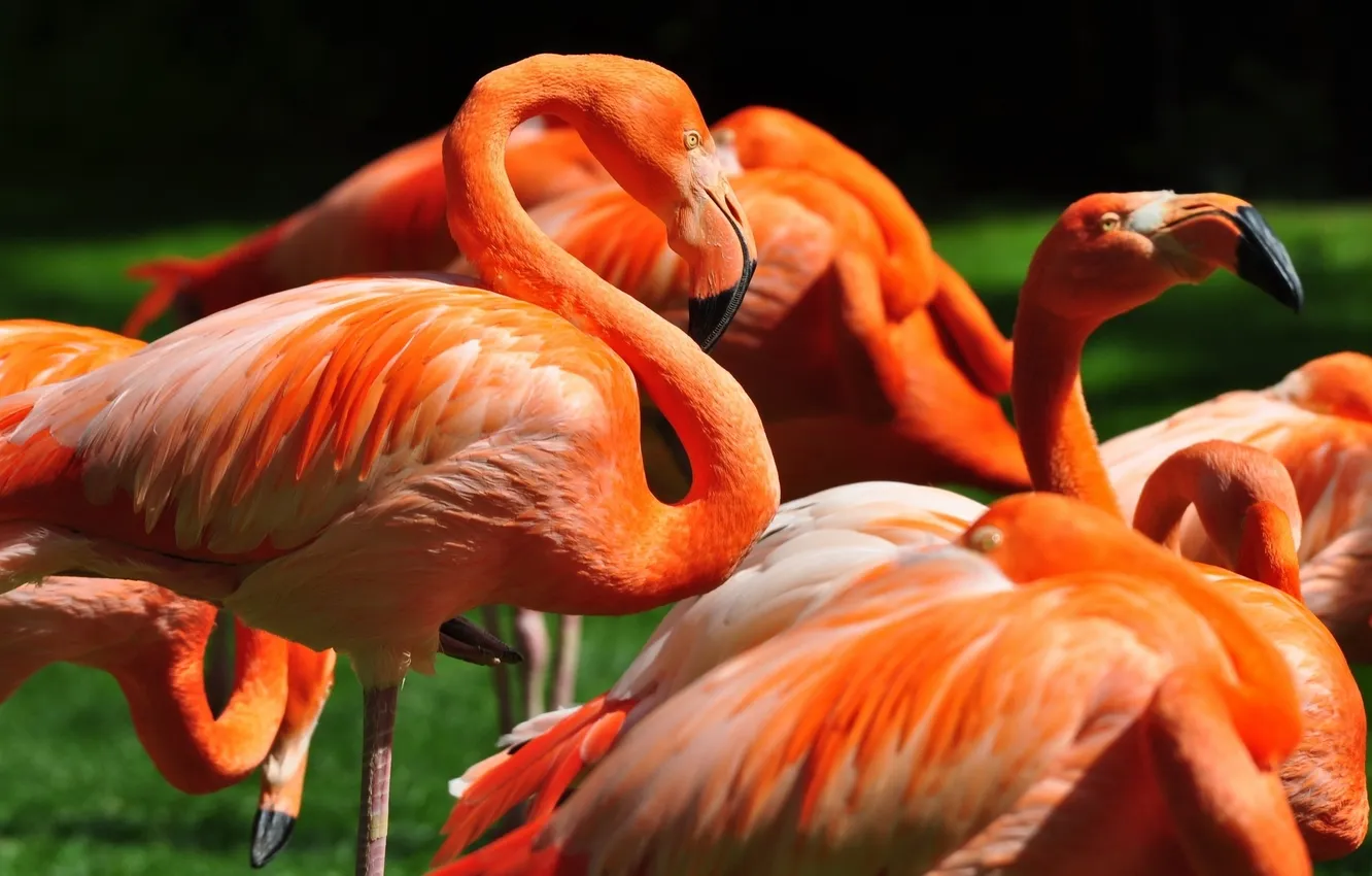 Фото обои птицы, фламинго, клювы