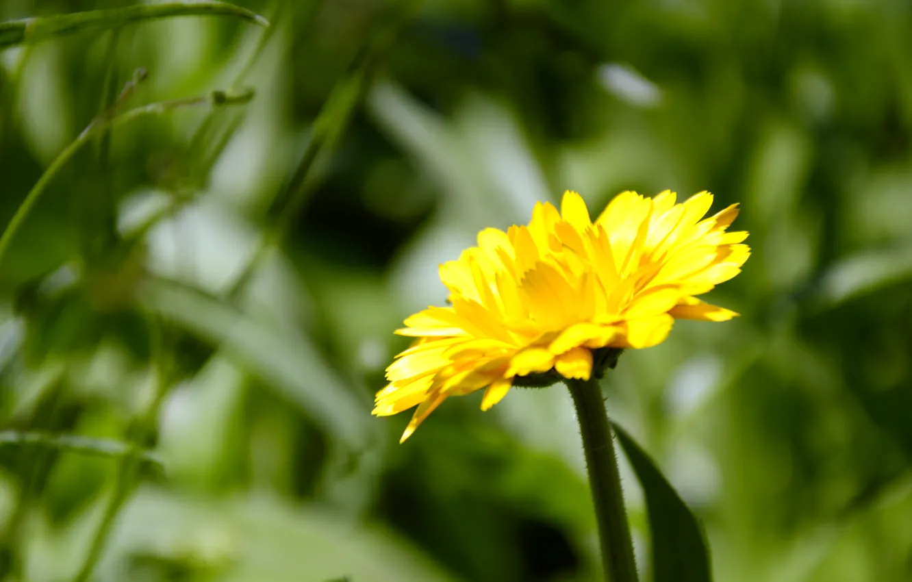 Фото обои цветок, макро, желтый, зеленый