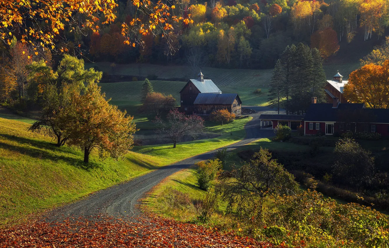 Фото обои дорога, поле, осень, лес, свет, деревья, ветки, природа
